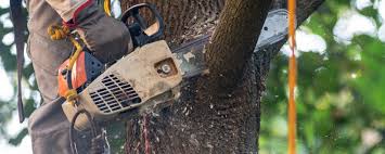 Professional  Tree Services in North Royalton, OH