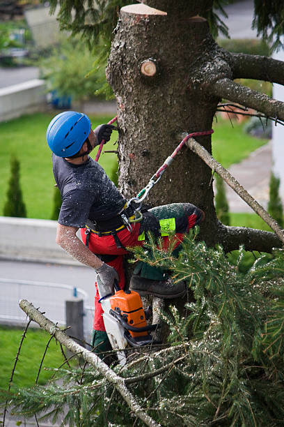 Best Lawn Watering Services  in North Royalton, OH