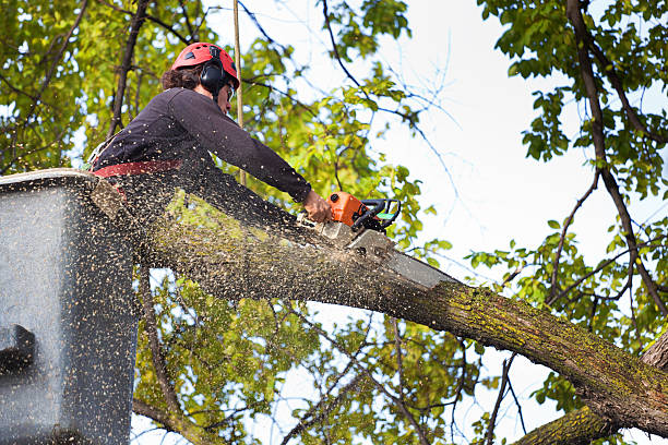 Best Seasonal Cleanup (Spring/Fall)  in North Royalton, OH